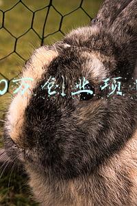 50万创业项目