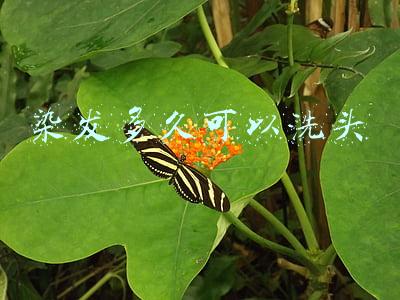 染发多久可以洗头
