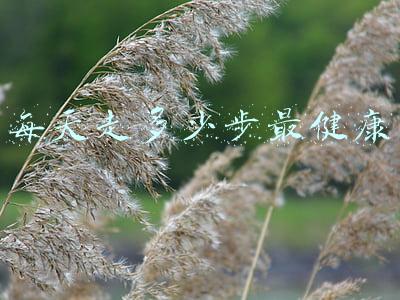 每天走多少步最健康