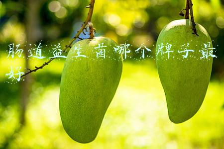 肠道益生菌哪个牌子最好