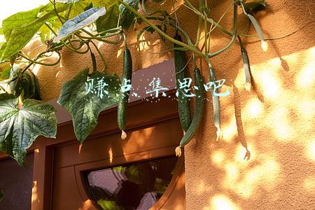 赚点集思吧