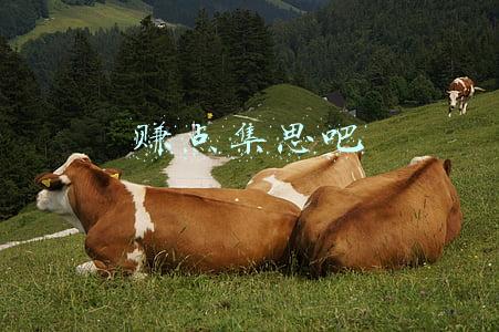 赚点集思吧