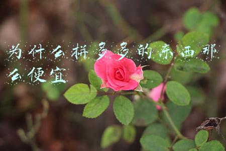 为什么拼多多的东西那么便宜