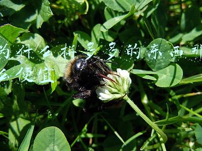 为什么拼多多的东西那么便宜