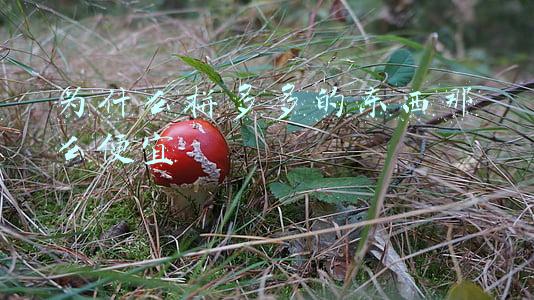 为什么拼多多的东西那么便宜