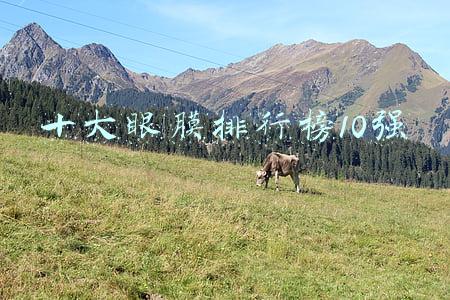 十大眼膜排行榜10强
