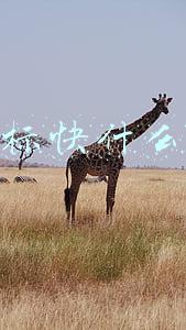 投递标快什么意思