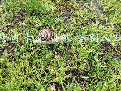 信用卡能转账给别人吗