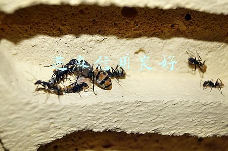 芝麻信用良好 闲鱼(闲鱼买手机需要注重)