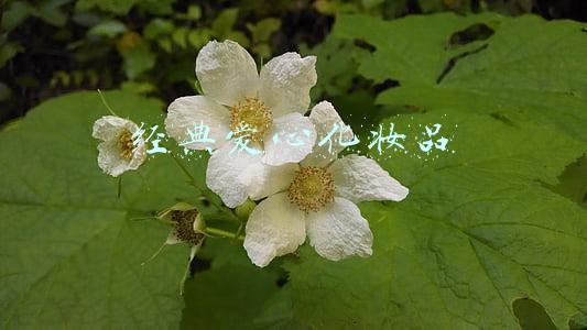 经典爱心化妆品