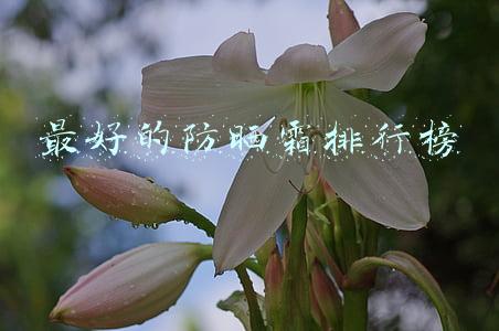 最好的防晒霜排行榜
