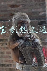 淘宝创想直通车