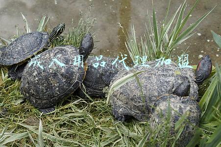 正规成人用品代理加盟(无人售货成人用品店项目招商加盟)