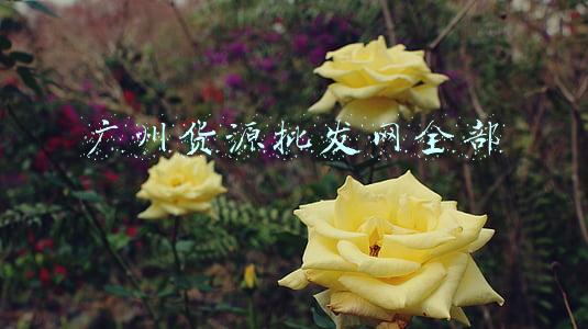 广州货源批发网全部