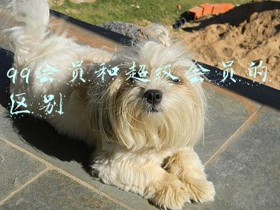 qq会员和超级会员的区别