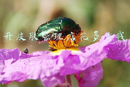 皮肤管理开店需要投入多少(开一家皮肤管理加盟店要多少成本)