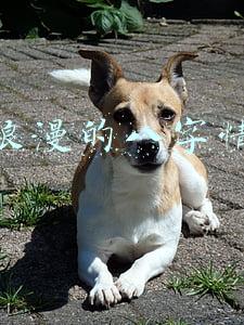 最浪漫的八字情话