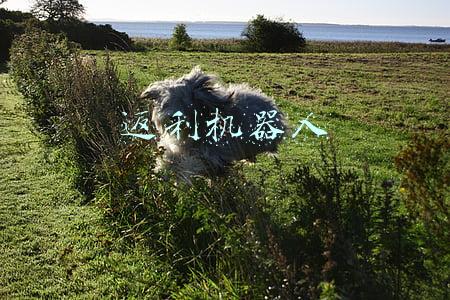 返利机器人