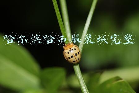 哈尔滨哈西服装城完整
