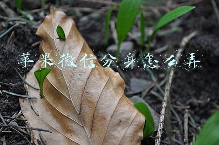 苹果微信分身怎么弄