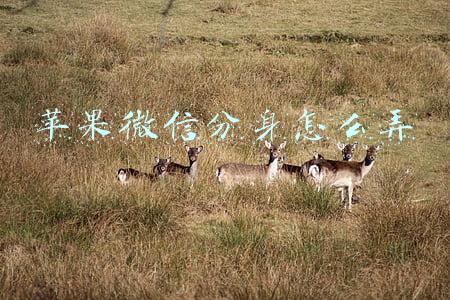 苹果微信分身怎么弄