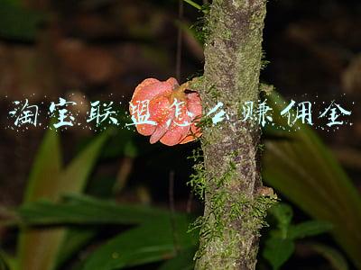 淘宝联盟怎么赚佣金