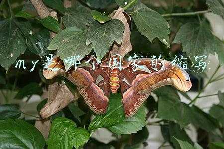 my是哪个国家的缩写