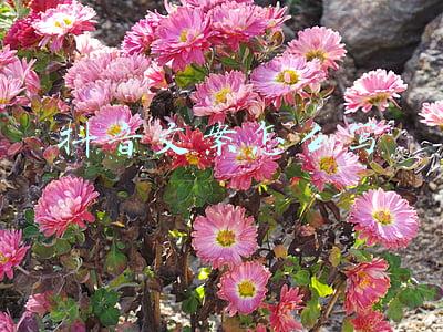 抖音文案怎么写吸引人(抖音让人狂赞的句子 精致吸粉的文案)