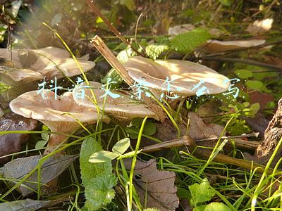 抖音文案怎么写