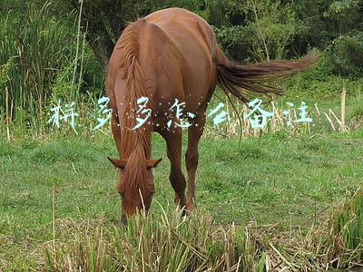 拼多多怎么备注留言(抖音插旗备注接口]拼多多新店如何选词写标题，那些渠道可以选词)
