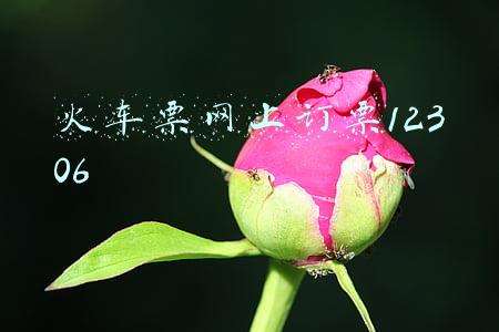 火车票网上订票12306