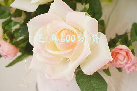 芝麻600分贷