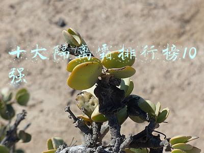 十大隔离霜排行榜10强