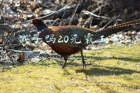 饿了吗20元霸王餐