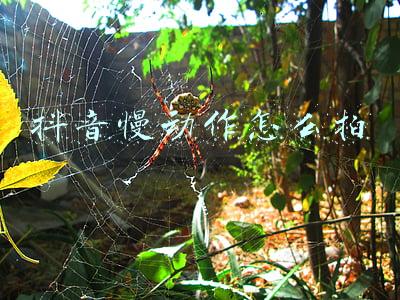 抖音慢动作怎么拍 抖音慢动作怎么拍
