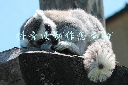 抖音慢动作怎么拍