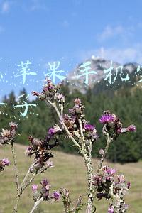 为什么苹果手机突然没有声音了