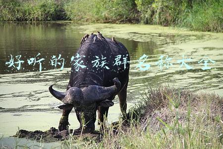 好听的家族群名称大全