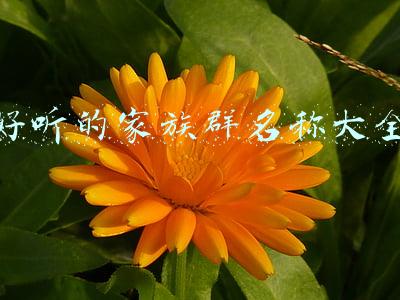 好听的家族群名称大全