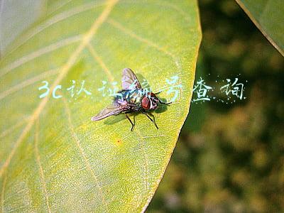 3c认证编号查询