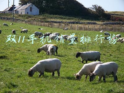 双11手机销量排行榜