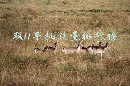 双11手机销量排行榜