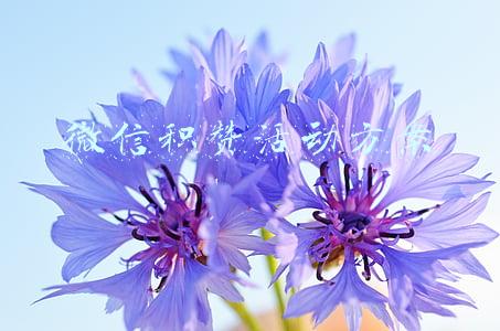 微信积赞活动方案