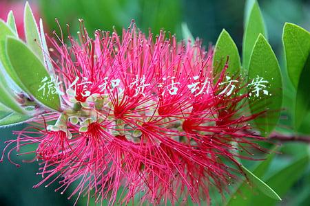 想做一个微信集赞活动怎么做(当心！一些“集赞有礼”“分享返现”活动暗藏猫腻)