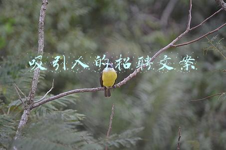 吸引人的招聘文案