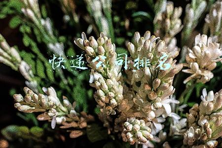 快递公司排名