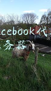 facebook产品代理(Facebook广告推广如何收费？Facebook广告开户全球代理商)