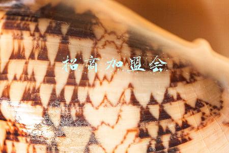 招商加盟会