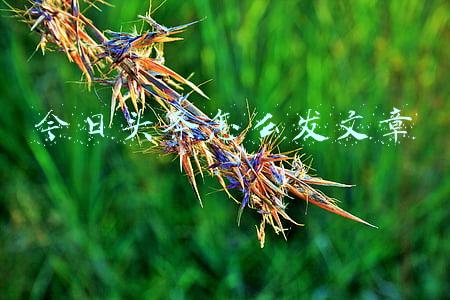 今日头条怎么发文章赚钱是真的吗(头条发表文章真的能赚钱吗？)