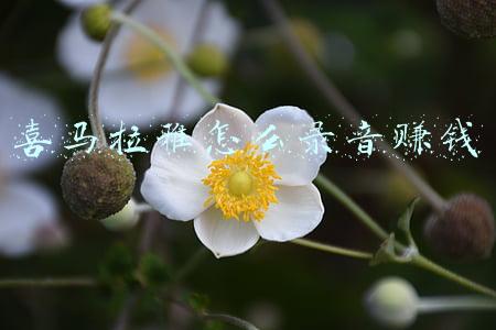 喜马拉雅怎么录音赚钱
